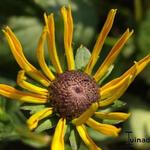 Rudbeckia - 