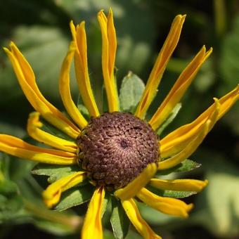 Rudbeckia