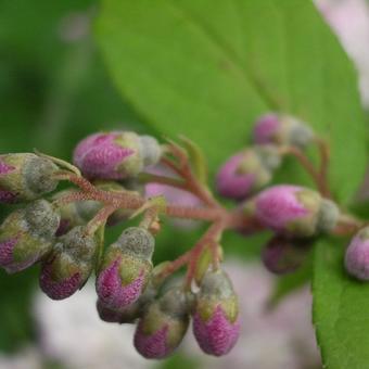 Deutzia purpurascens 'Kalmiiflora'