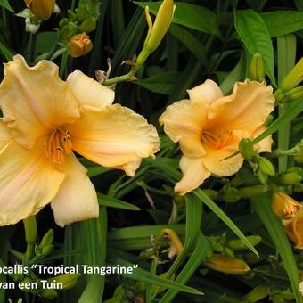 Hemerocallis 'Tropical Tangerina'