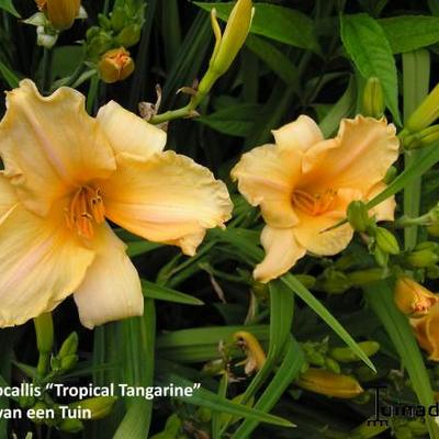 Hemerocallis 'Tropical Tangerina' - 