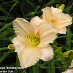 Hemerocallis 'Lullabay Baby' - 