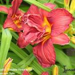 Hemerocallis 'Double Firecracker' - 