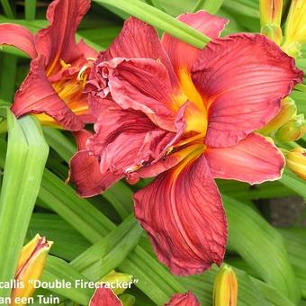 Hemerocallis 'Double Firecracker'