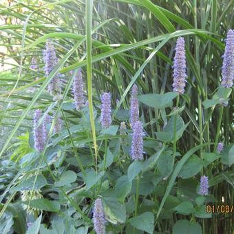 Agastache 'Blue Fortune'