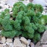 Sedum reflexum 'Cristata' - 