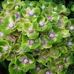 Hydrangea macrophylla 'MAGICAL Amethyst' - 