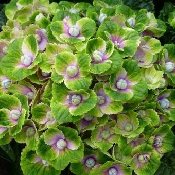 Hydrangea macrophylla 'MAGICAL Amethyst'