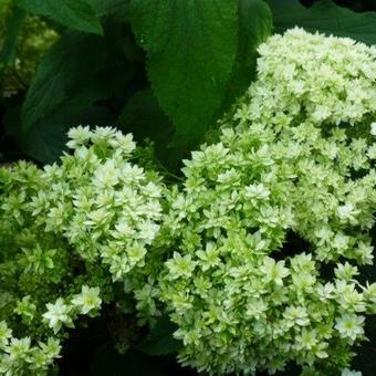 Hydrangea arborescens ‘Hayes Starburst'