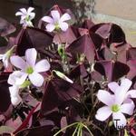 Oxalis triangularis - Dreieckiger Glücksklee