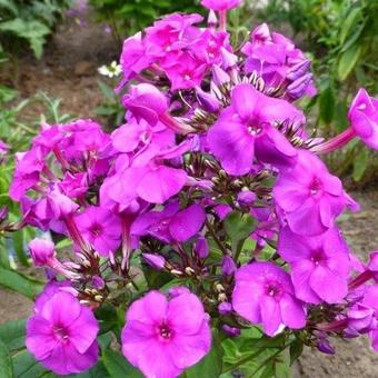 Phlox paniculata 'Purple Paradise'