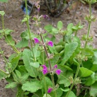 Salvia pratensis 'Royal Crimson Distinction'