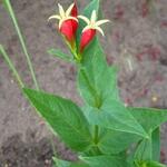 Spigelia marilandica - 