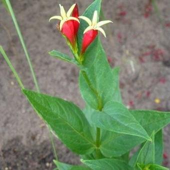 Spigelia marilandica