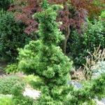 Tsuga canadensis 'Jervis' - 