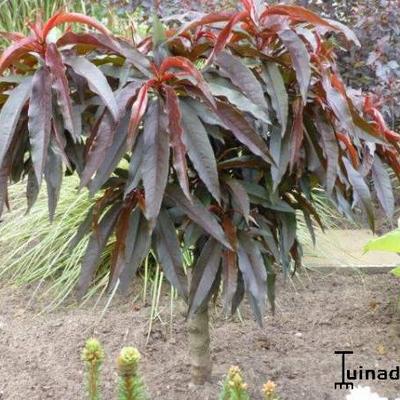 Prunus persica 'Little Purple Delight' - 