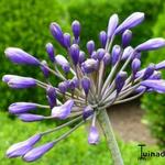 Agapanthus 'Black Night' - 