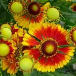 Helenium 'Rotgold' - 