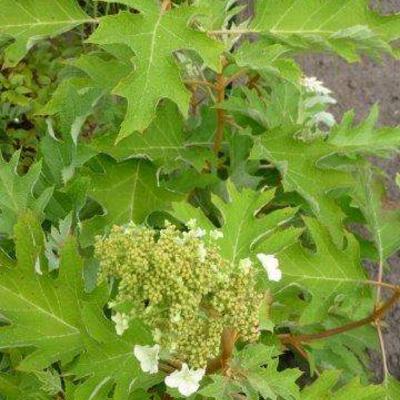 Hydrangea quercifolia 'Ice Crystal'