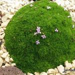 Silene acaulis subsp. exscapa - 