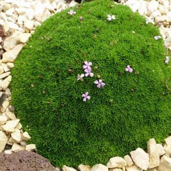 Silene acaulis subsp. exscapa