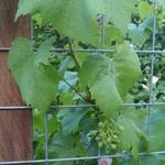 Vitis vinifera 'Parel van Zala' - 