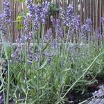 Lavandula angustifolia 'Aromatico Blue' - 