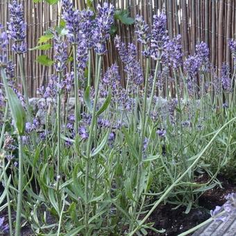 Lavandula angustifolia 'Aromatico Blue'