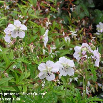 Geranium pratense var. pratense f. albiflorum 'Silver Queen'