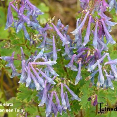 Corydalis elata - 