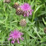 Centaurea speciosa - 