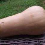 Cucurbita maxima 'Butternut' - 