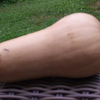 Cucurbita maxima 'Butternut'