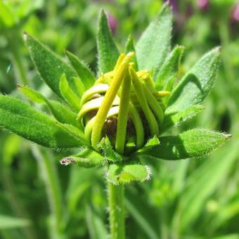 Rudbeckia subtomentosa