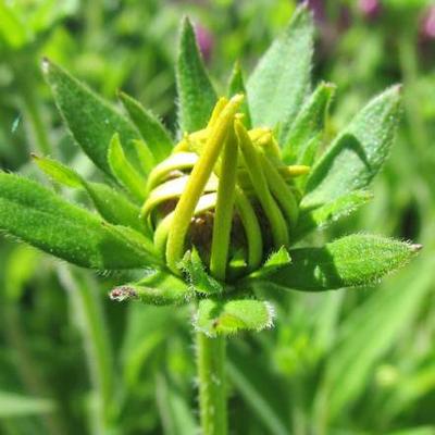 Rudbeckia subtomentosa - Schwachfilziger Sonnenhut - Rudbeckia subtomentosa