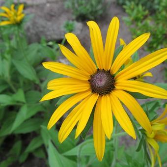 Rudbeckia subtomentosa