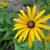 Rudbeckia subtomentosa