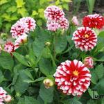 Dahlia 'Little Tiger' - 