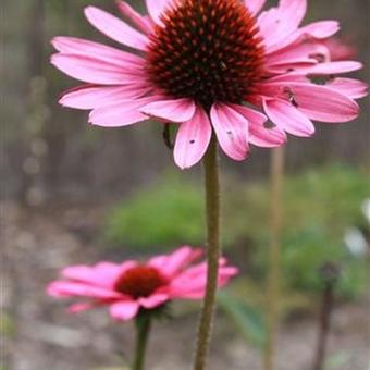 Echinacea purpurea 'Summer Cloud'