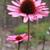 Echinacea purpurea 'Summer Cloud'