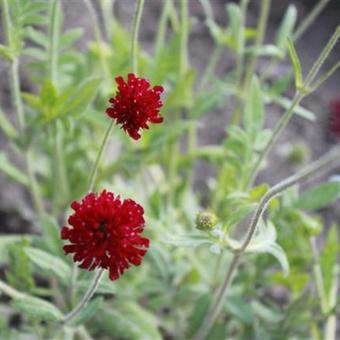 Knautia macedonica 'Red Knight'