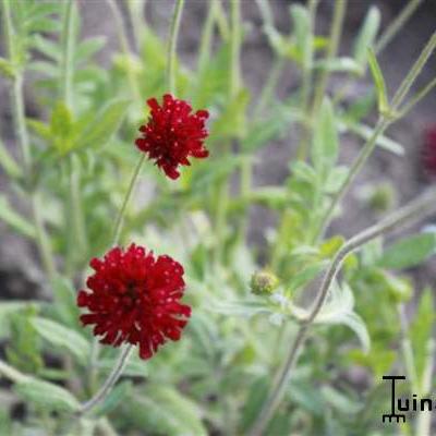 Knautia macedonica 'Red Knight' - 