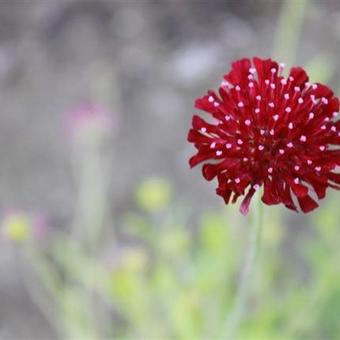 Knautia macedonica 'Red Knight'