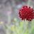 Knautia macedonica 'Red Knight'