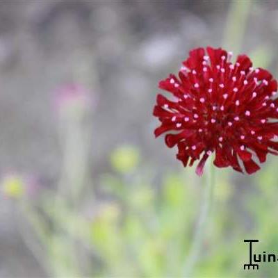 Knautia macedonica 'Red Knight'