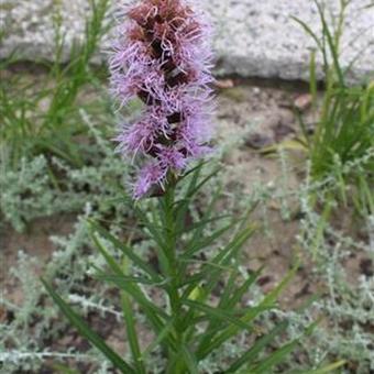 Liatris spicata 'Kobold'