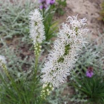 Liatris spicata 'Alba'