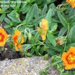 Helianthemum 'Ben Heckla' - 