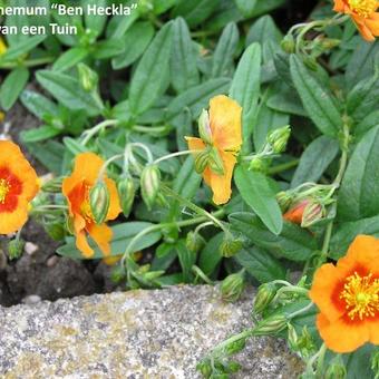 Helianthemum 'Ben Heckla'