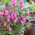 Celosia 'Intenz' - 